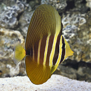 Melanesia Sailfin Tang